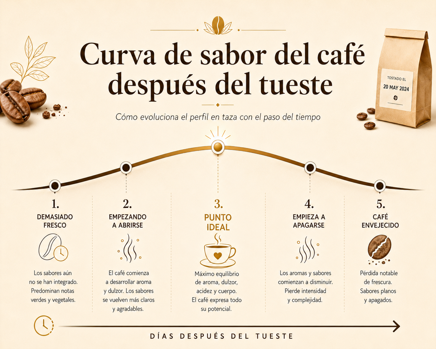 Curva de sabor del café después del tueste con etapas de frescura, punto ideal y envejecimiento del café.